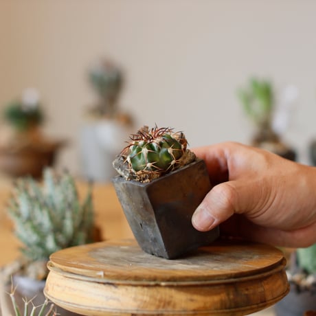 MASSES × 芽の巣山 / TAKERO POT MASSES × 芽の巣山 / TAKERO POT 芽の巣山 | STORES