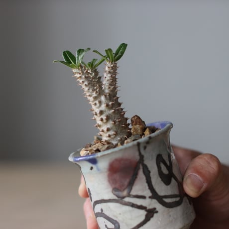 Pachypodium'Tackyi' × Norikatsu Sato / PLANETX (2.5号鉢)   no.511/1