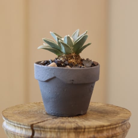 Ariocarpus retusus V.elongatus (雅牡丹) × YAMABACHI var. takero pot  no.126-44