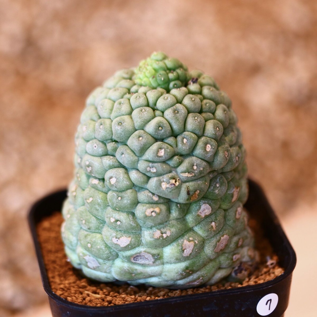 ラリレアキア カクティフォルメ 仏頭玉 / Larryleachia cactiformis