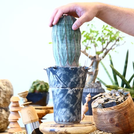 Euphorbia obesa × SPECIMEN LAB ＿ OOPARTS ＿  no.91737