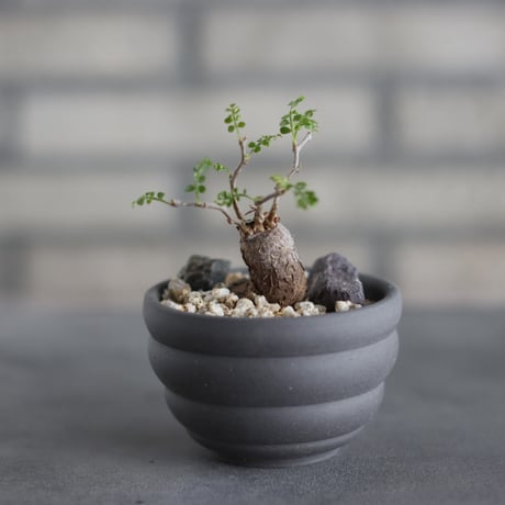 Operculicarya  pachypus × takero pot (3号)  no.419/85