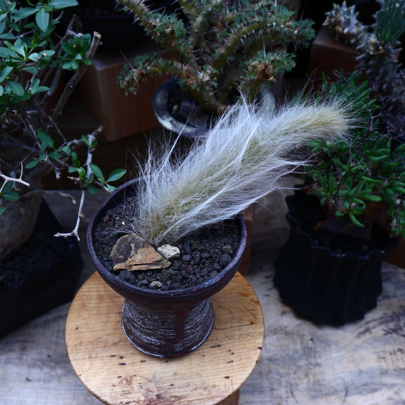 ヒルデウィンテラカラデモノニス　植木鉢 ヒルデウィンテラ カラデモノニス 鉢植え 増殖品 ヒルデウィン