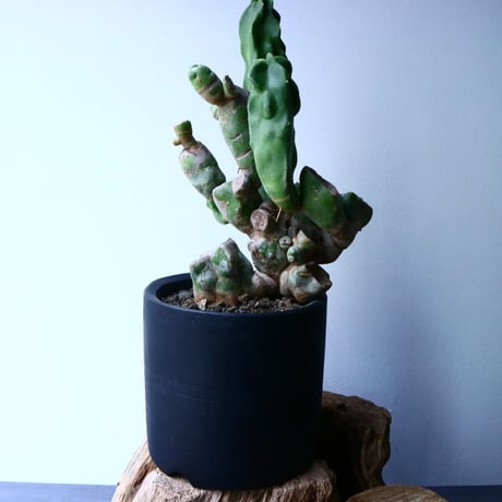 ロフォケレウス  福禄寿   Lophocereus schottii   No.037