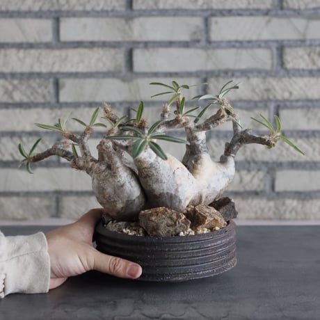 Pachypodium gracilius × PEMONE (5号) no.628/69