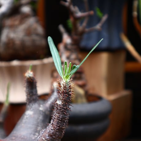 パキポディウム  グラキリス／Pachypodium  gracilius       no.71017