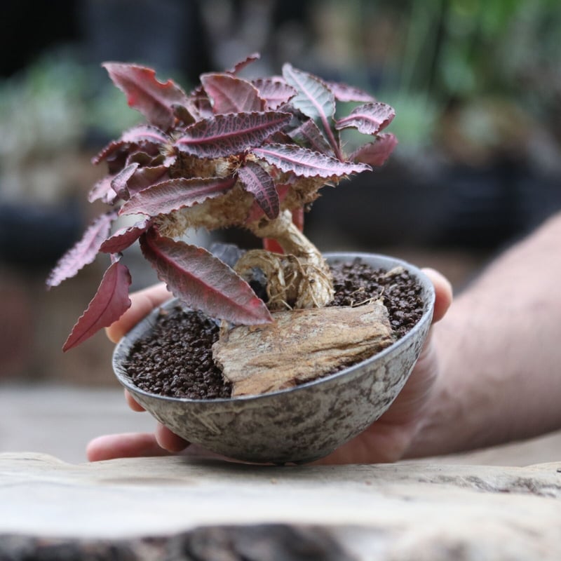 ユーフォルビア フランコイシー／Euphorbia francoisii no.1030