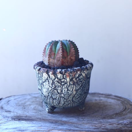 ユーフォルビア  オベサ  hyb．  Euphorbia obesa  hyb.　no.11205