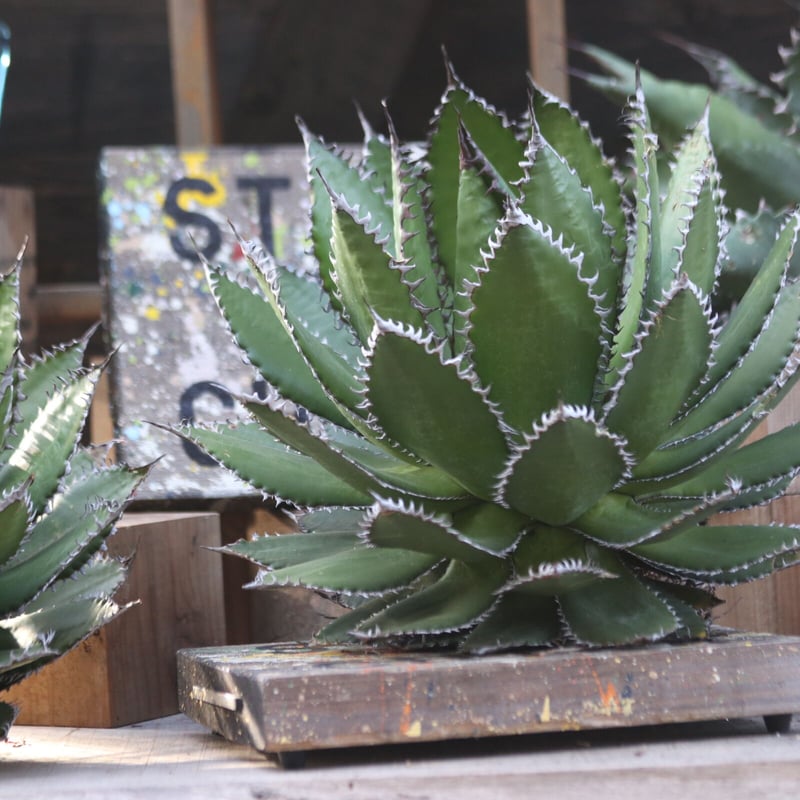 アガベ ホリダ／Agave horrida no.10365 | 芽の巣山