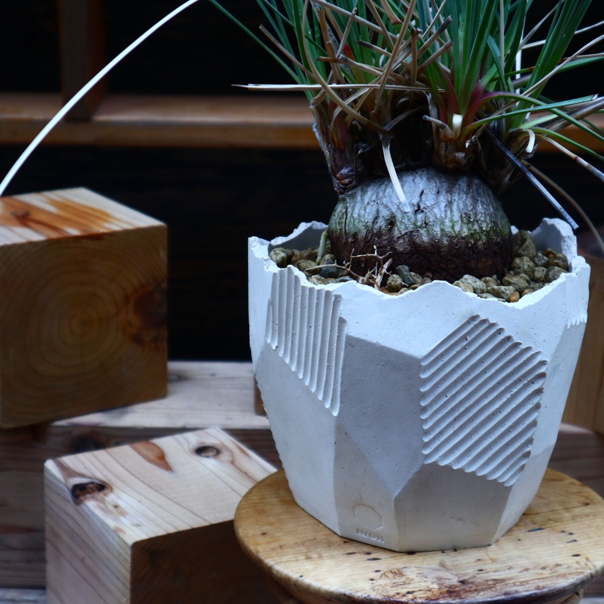 カリバナス フーケリー カリバナス フーケリー／Calibanus hookeri no.110736 |