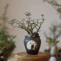 たけろうポット/ 角鉢 / ムシクイ / テツサビ / L no.1006-56 | 芽の巣山