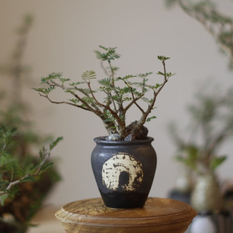 Senna meridionalis × N/OH (2.5号) no.1123/14 |