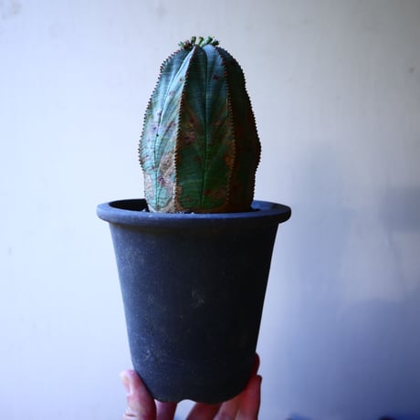 ユーフォルビア  オベサ    Euphorbia obesa　no.32201