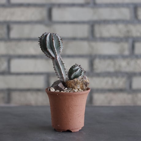 Euphorbia polygona × N/OH (2.5号)  no.614/19