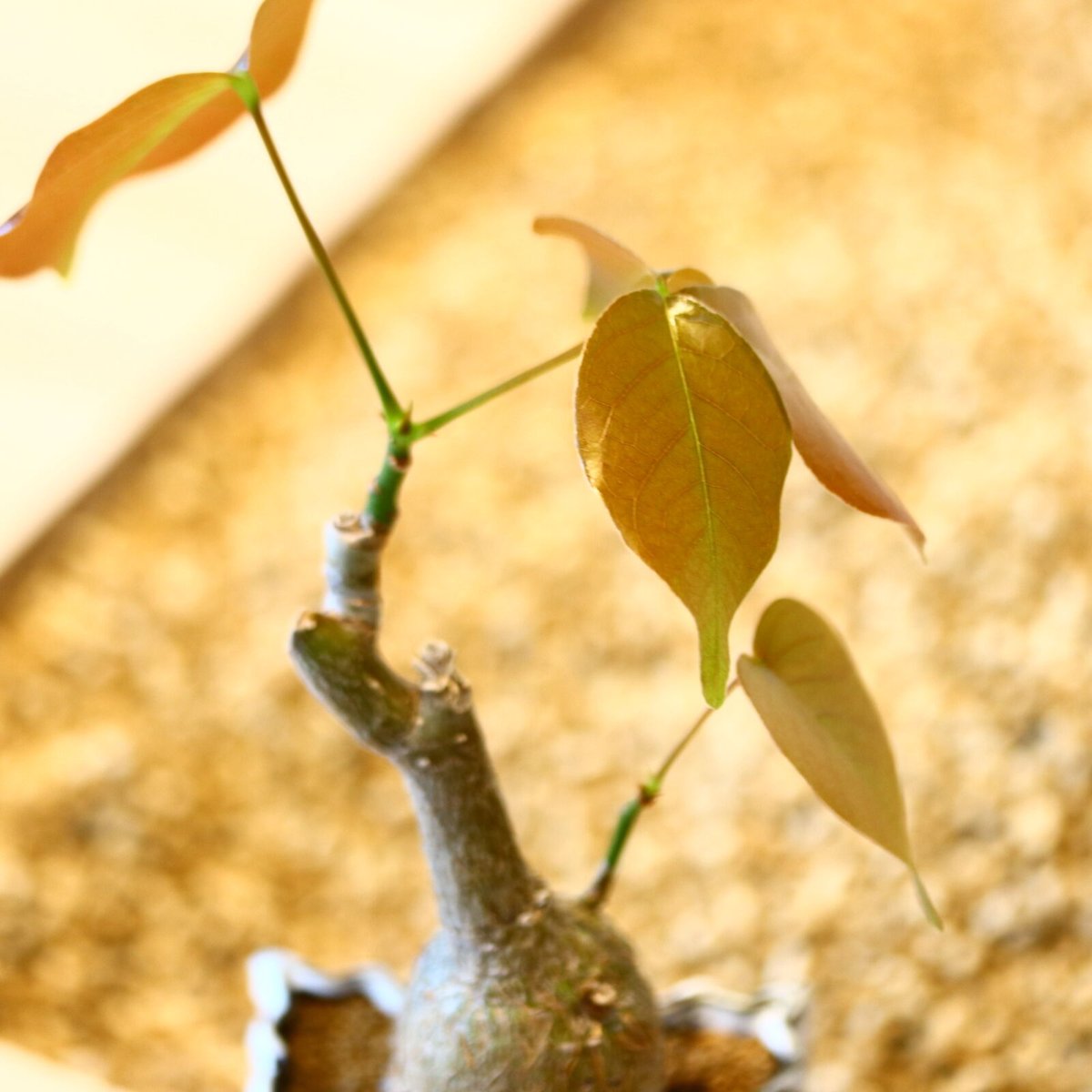 プセウドボンバックス エリプティクム / Pseudobombax ellipticum