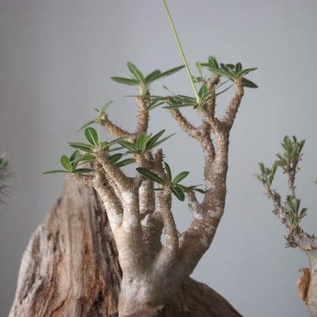 Pachypodium Makayense × Akira Matsuda / PLANETX  no.63003