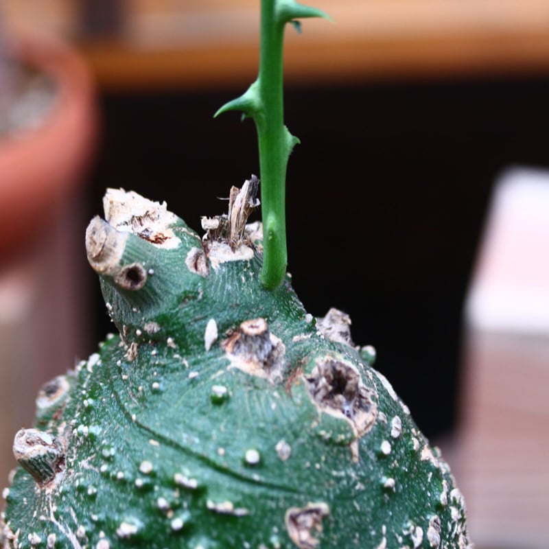 アデニア グロボーサ／Adenia globosa no.72409 | 芽の巣山