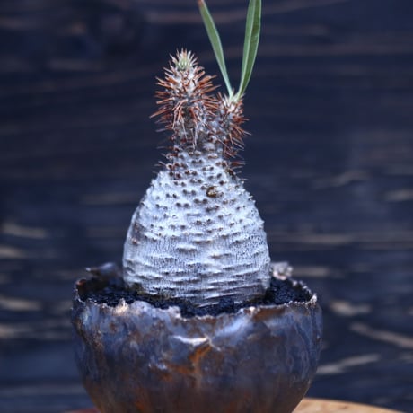パキポディウム  グラキリス   Pachypodium  gracilius       no.30706