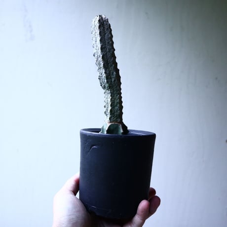 ユーフォルビア アブデルクリ   Euphorbia abdelkuri   no.102737
