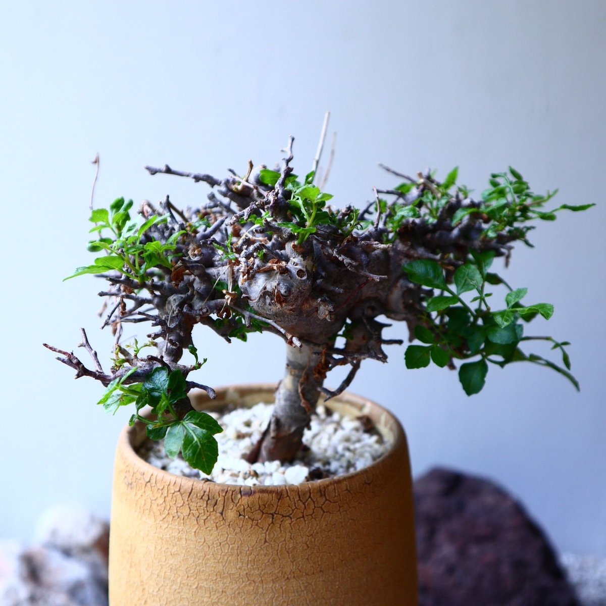コミフォラ　sp エイル　7 Commiphora sp. 'Eyl' コミフォラ エイル №2 | mana's farm