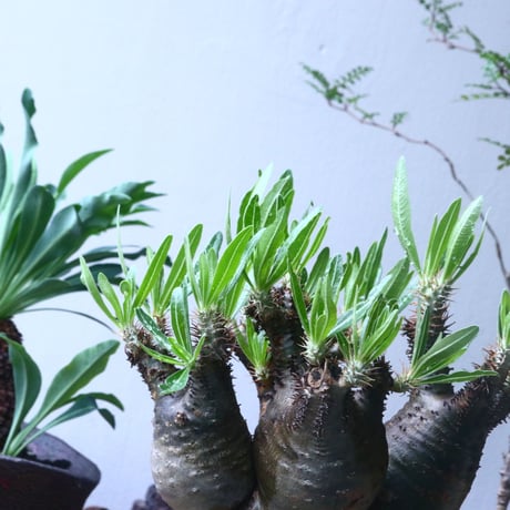 パキポディウム グラキリス   Pachypodium rosulatum var. gracilius no.61437