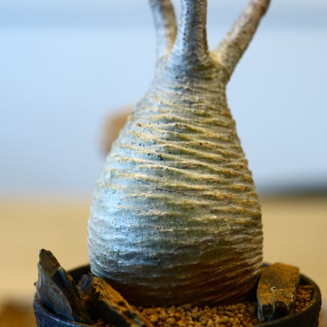Pachypodium gracilius × Kazuhiro Arima   no.204016