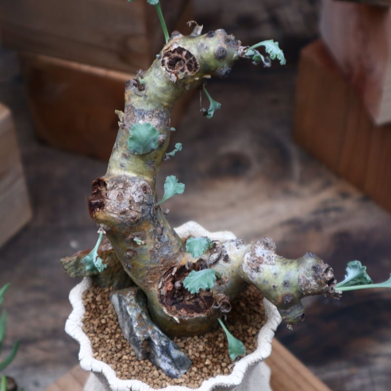 ペラルゴニウム クリンガルドテンセ／Pelargonium Klinghardtense n