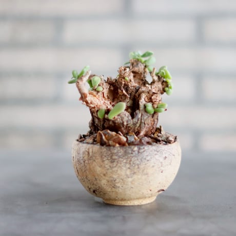 早い者勝ち特価！ 長期管理 現地球 ケラリア ピグマエア 中川智治 作家鉢 CATEGORY 2025/10/11 20:00~ | 芽の巣山