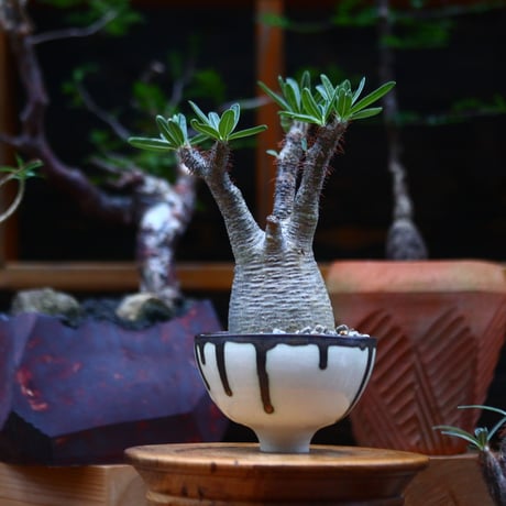 パキポディウム  グラキリス ／Pachypodium  gracilius     no.101030