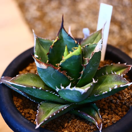 'ハルコイ´セット (N/OH × Agave titanota "FO-076)  no.30351