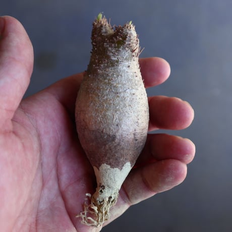 パキポディウム グラキリス 抜苗  Pachypodium rosulatum var. gracilius no.100608