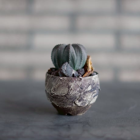Euphorbia obesa  × Masato Atutsu (2.5号)  no.830-24