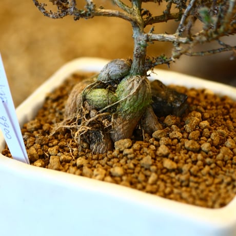 Trichodiadema bulbosum × Saho Yoshimoto    no.22521