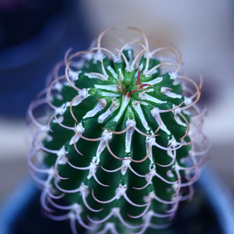 ユーフォルビア  コルムナリス 接木  Euphorbia columnaris   no.32112