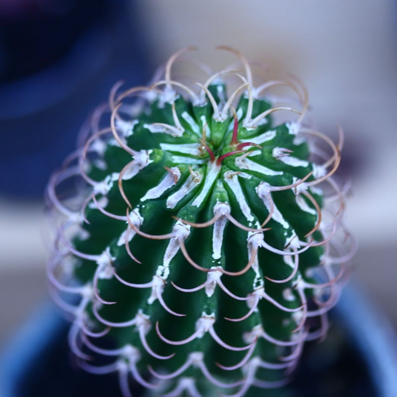 ユーフォルビア コルムナリス 接木 Euphorbia columnaris no.3