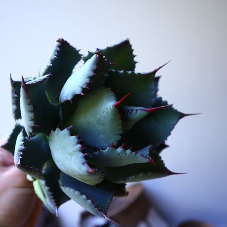 アガベ コンフェデレート ローズ   Agave hybrid “Confederate Rose”  no.42813