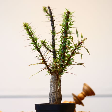 フォークイエリア プルプシー / Fouquieria purpusii  no.42323