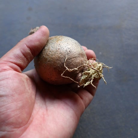 パキポディウム グラキリス 抜苗  Pachypodium rosulatum var. gracilius no.92927