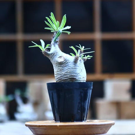 パキポディウム  グラキリス ／Pachypodium  gracilius     no.101732