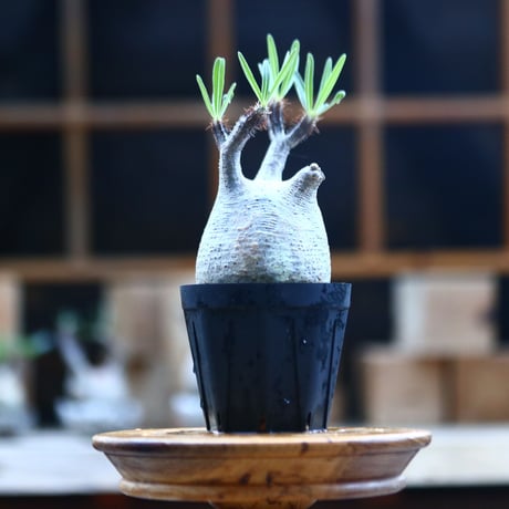 パキポディウム  グラキリス ／Pachypodium  gracilius     no.101737
