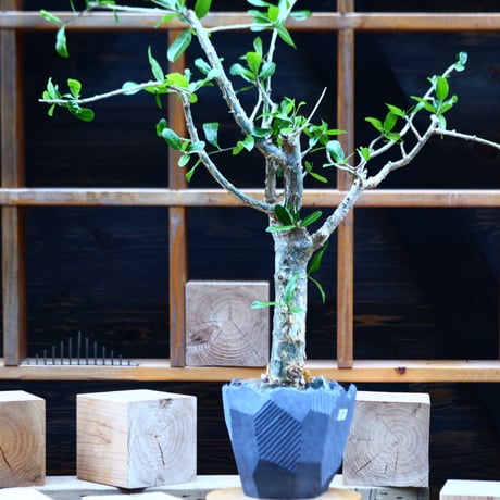 コミフォラ ラミー／Commiphora  lamii  no.82249