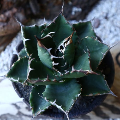 アガベ   チタノタ   FO-76   Agave titanota  "FO-76"  no.51905