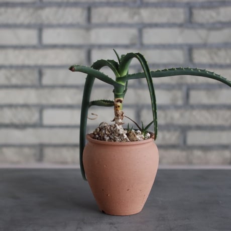 Aloe sp. × N/OH (4号)  no.510/14