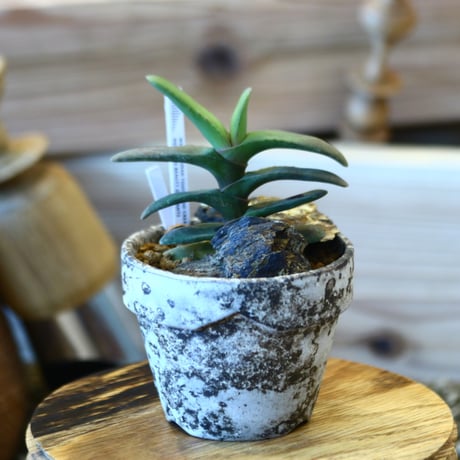 YAMABACHI ver. takero pot  × Gasteria rawlinsonii   no.1119-6