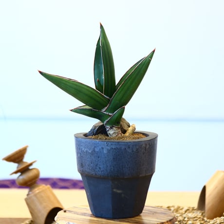 マッソニア | STORES