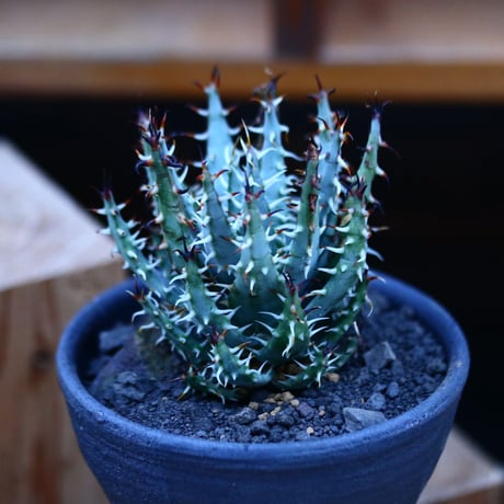 アロエ エリナケア／Aloe melanacantha ssp. var. erinacea  no.13090