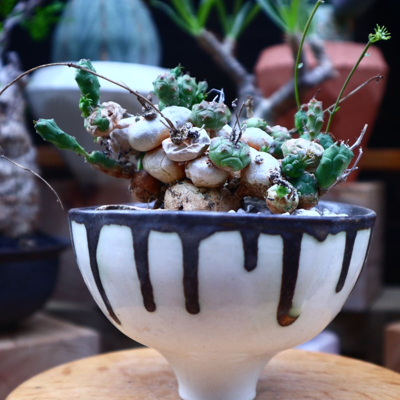 ユーフォルビア グロボーサ／Euphorbia globosa no.71822 | 芽の巣山