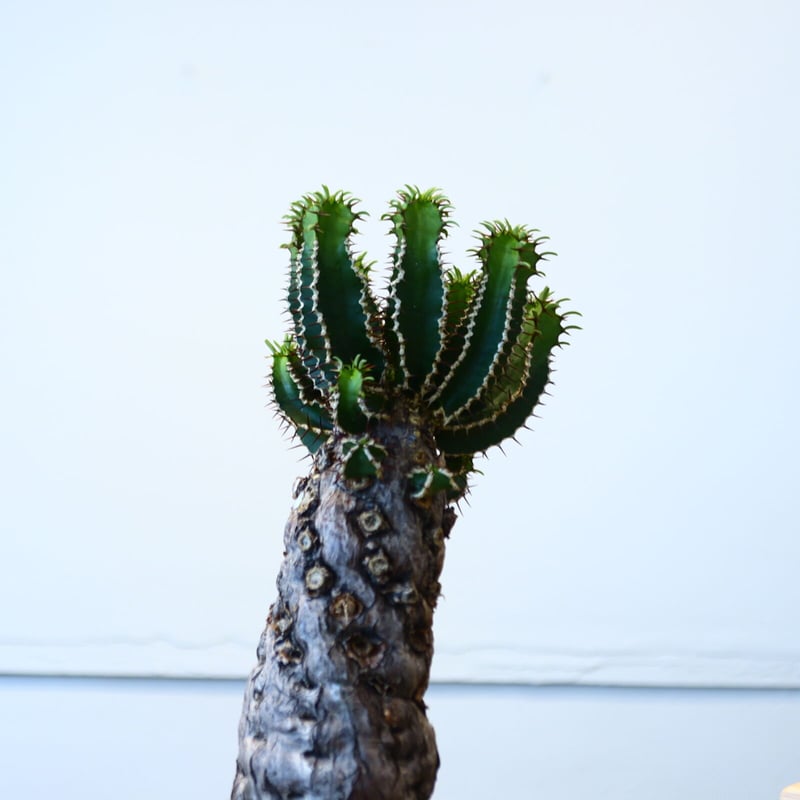 ユーフォルビア ムランジーナ / Euphorbia mlanjeana no.80627