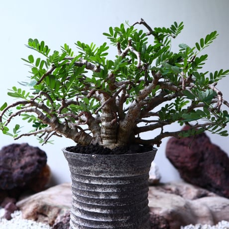 センナ メリディオナリス   Senna meridionalis  no.90104