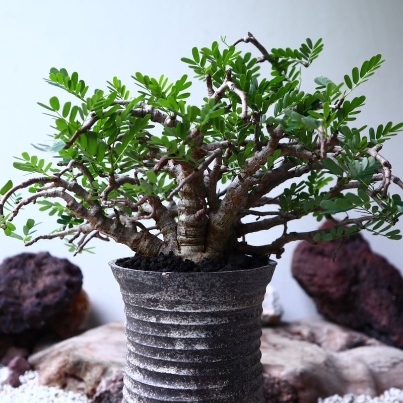 センナ メリディオナリス Senna meridionalis no.90104 | 芽の巣山